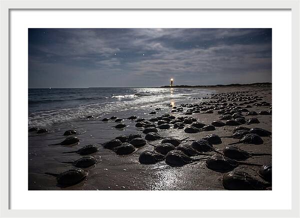 Horseshoe Crab Spawning Under Moonlight