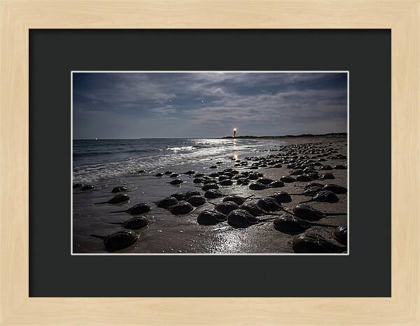 Horseshoe Crab Spawning Under Moonlight