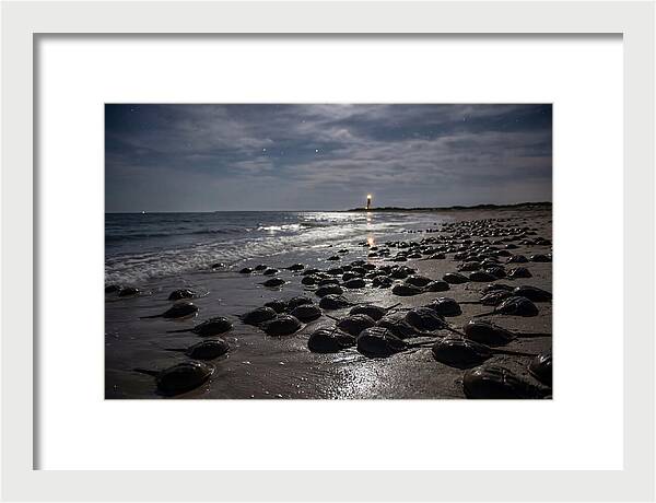 Horseshoe Crab Spawning Under Moonlight