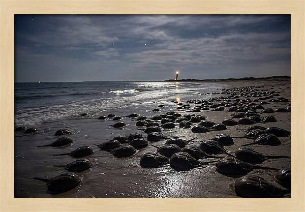 Horseshoe Crab Spawning Under Moonlight