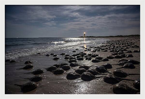 Horseshoe Crab Spawning Under Moonlight