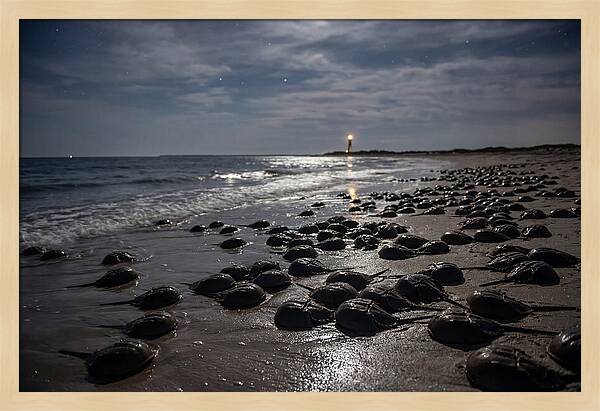 Horseshoe Crab Spawning Under Moonlight