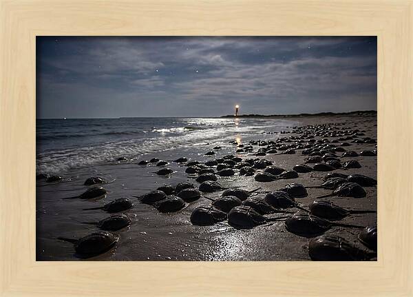 Horseshoe Crab Spawning Under Moonlight