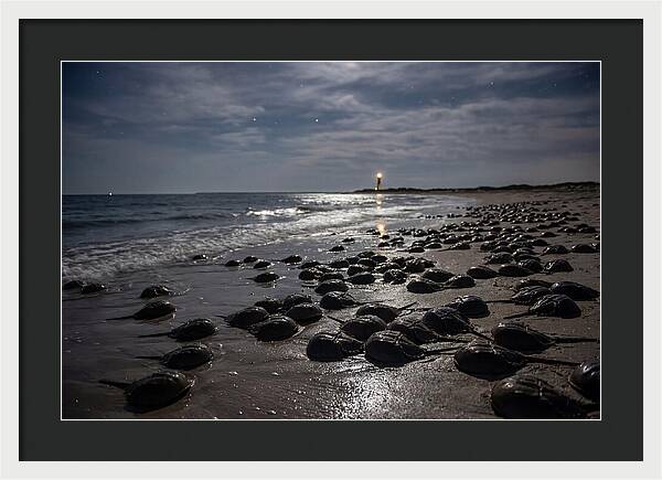 Horseshoe Crab Spawning Under Moonlight