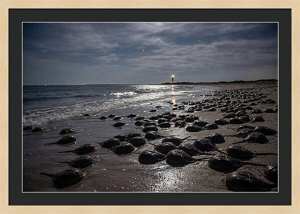 Horseshoe Crab Spawning Under Moonlight