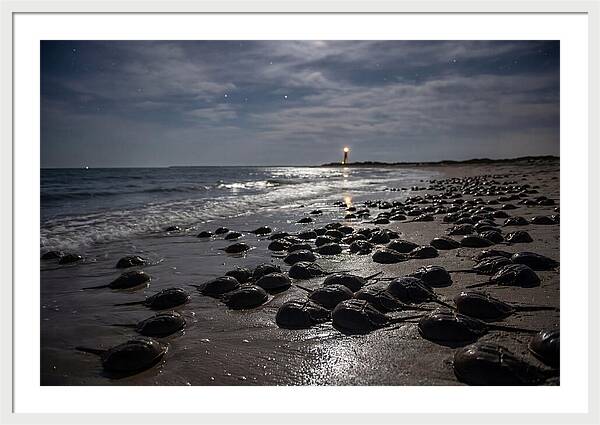Horseshoe Crab Spawning Under Moonlight