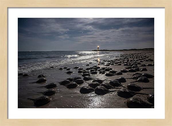 Horseshoe Crab Spawning Under Moonlight