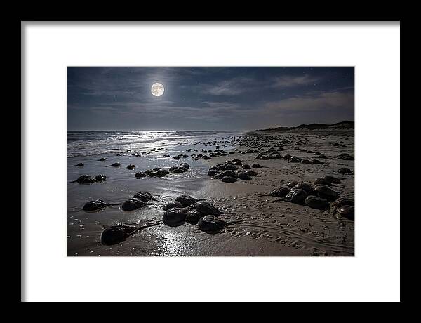 Horseshoe Crabs Under Moonlight