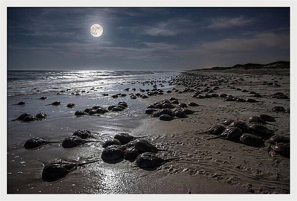 Horseshoe Crabs Under Moonlight
