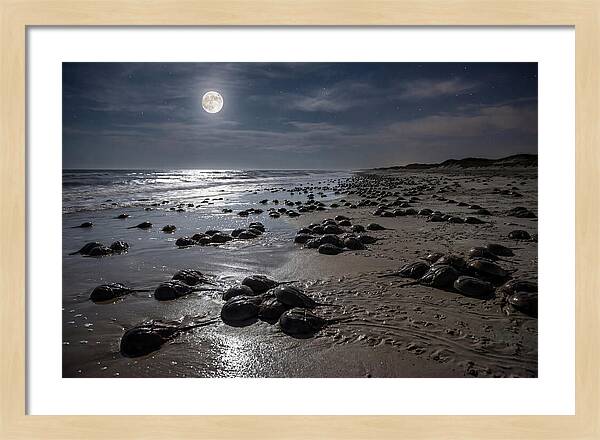 Horseshoe Crabs Under Moonlight