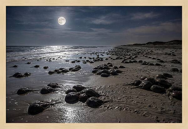 Horseshoe Crabs Under Moonlight
