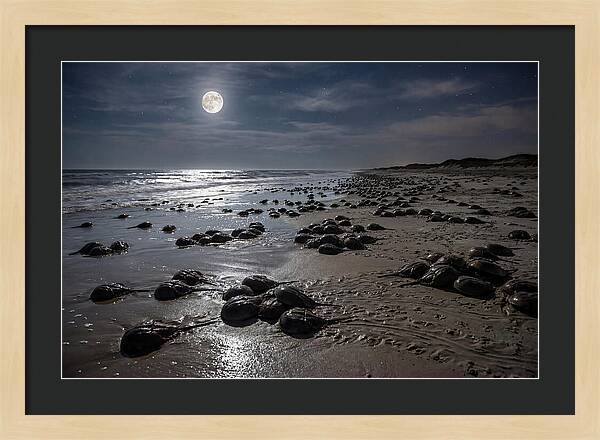 Horseshoe Crabs Under Moonlight
