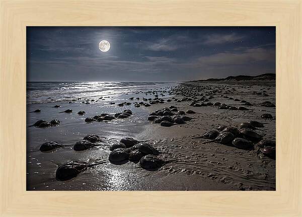 Horseshoe Crabs Under Moonlight