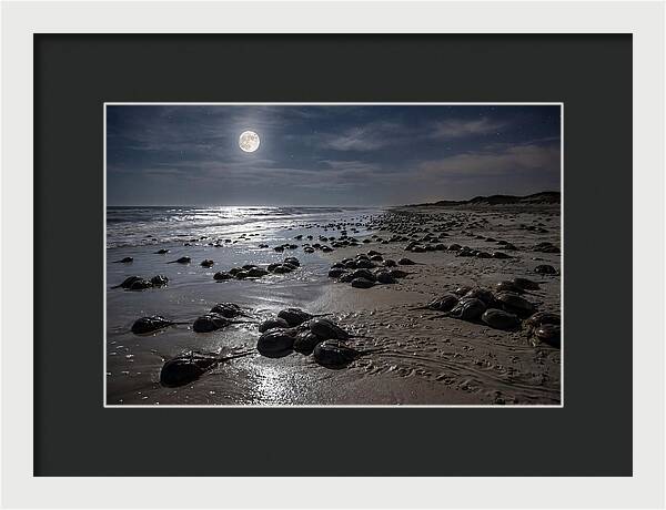 Horseshoe Crabs Under Moonlight
