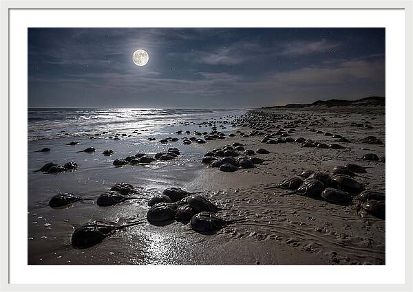 Horseshoe Crabs Under Moonlight