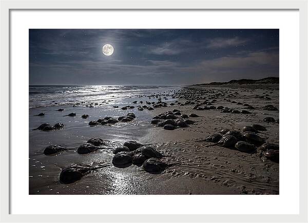 Horseshoe Crabs Under Moonlight