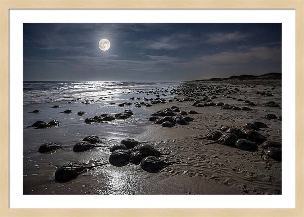 Horseshoe Crabs Under Moonlight