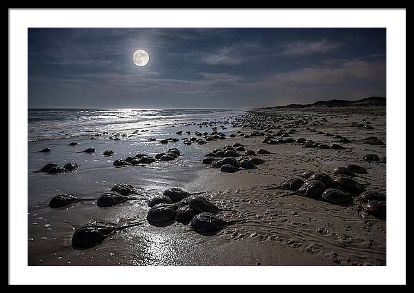 Horseshoe Crabs Under Moonlight