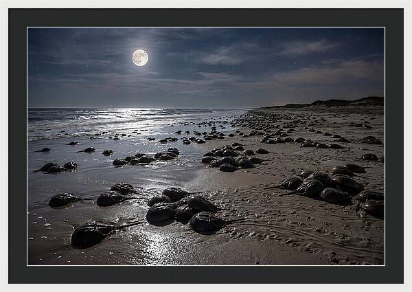 Horseshoe Crabs Under Moonlight