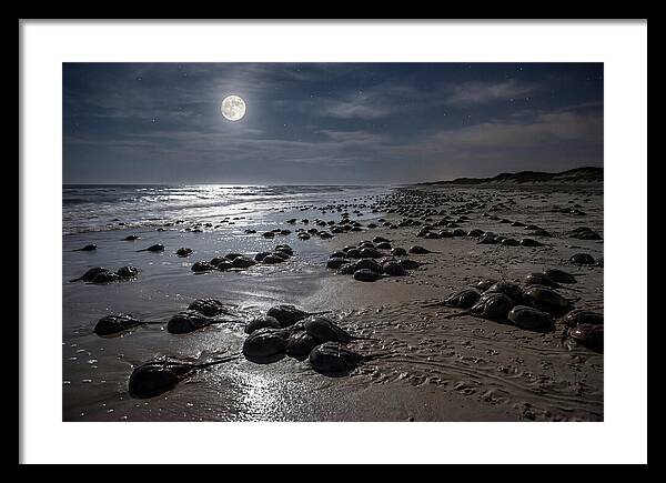 Horseshoe Crabs Under Moonlight