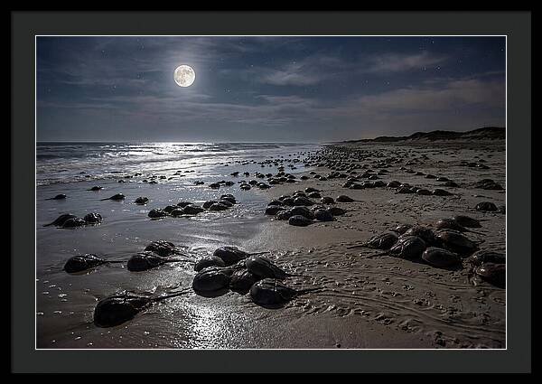 Horseshoe Crabs Under Moonlight