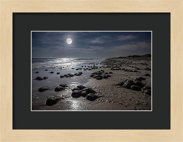 Horseshoe Crabs Under Moonlight