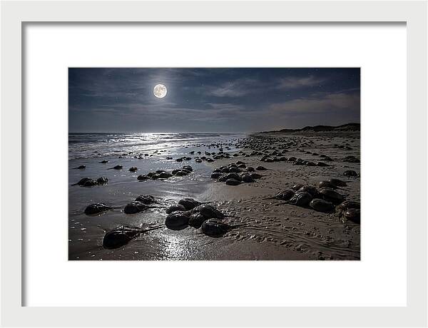 Horseshoe Crabs Under Moonlight