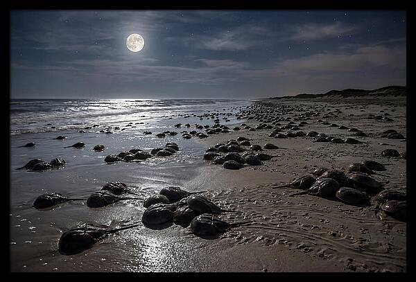 Horseshoe Crabs Under Moonlight