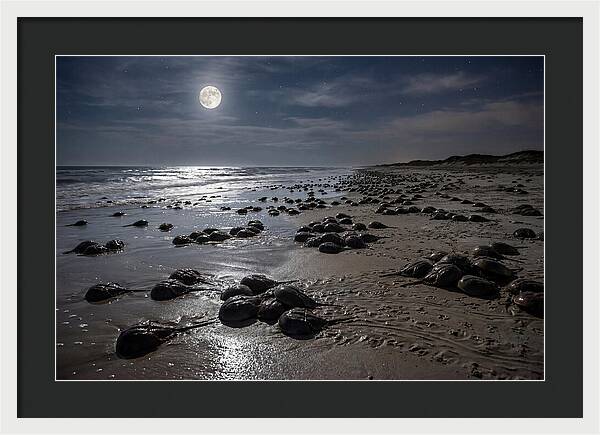 Horseshoe Crabs Under Moonlight