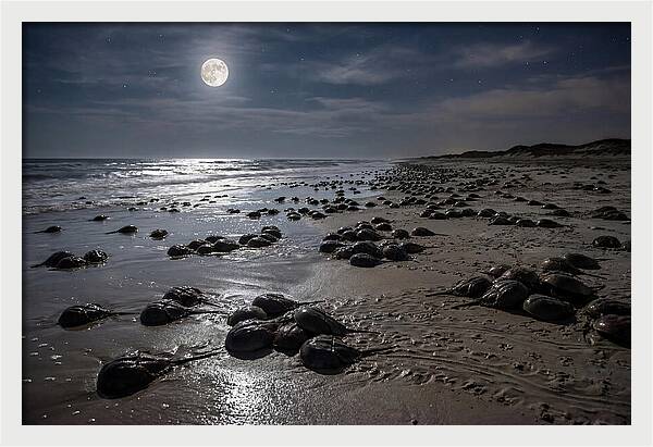 Horseshoe Crabs Under Moonlight