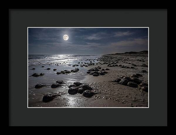 Horseshoe Crabs Under Moonlight