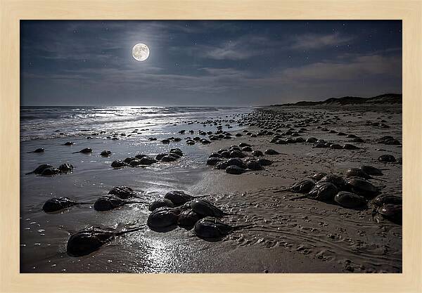 Horseshoe Crabs Under Moonlight