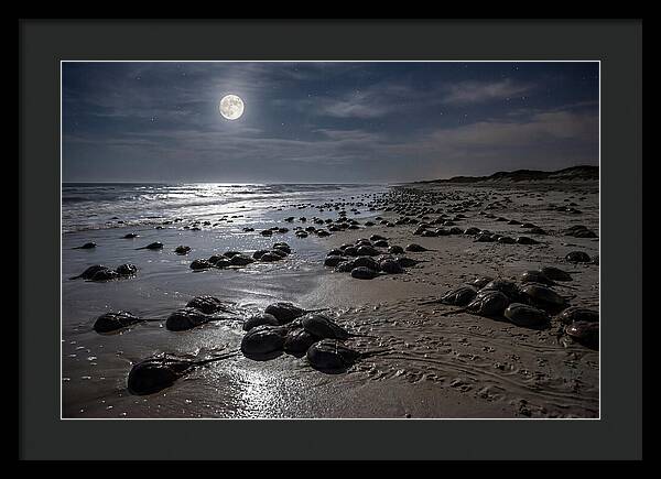 Horseshoe Crabs Under Moonlight