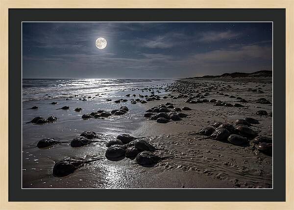 Horseshoe Crabs Under Moonlight