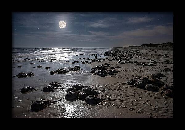 Horseshoe Crabs Under Moonlight