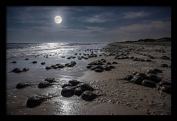 Horseshoe Crabs Under Moonlight