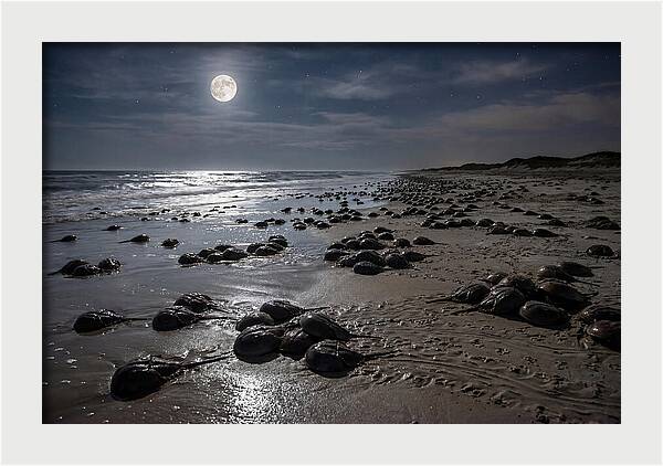 Horseshoe Crabs Under Moonlight