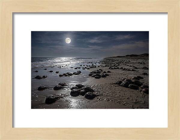 Horseshoe Crabs Under Moonlight