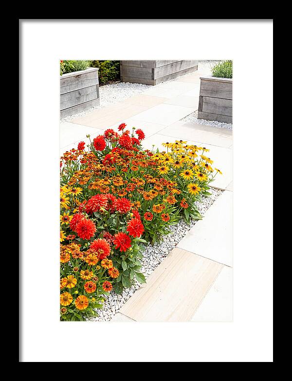 Hot Border Garden Blooms