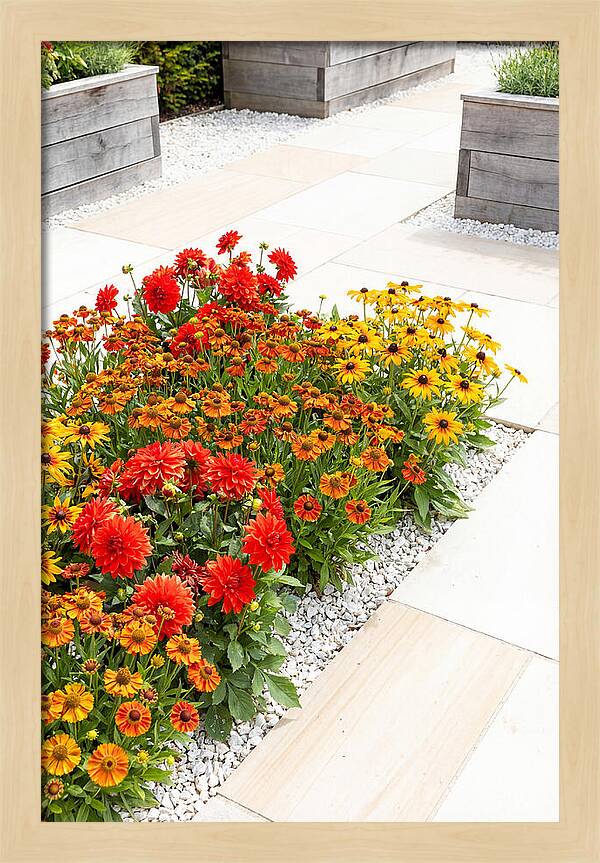 Hot Border Garden Blooms