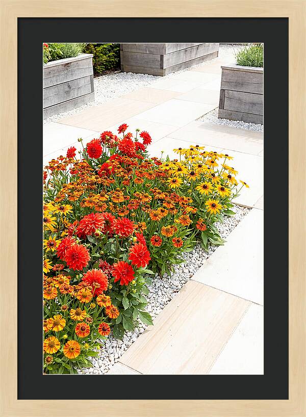 Hot Border Garden Blooms