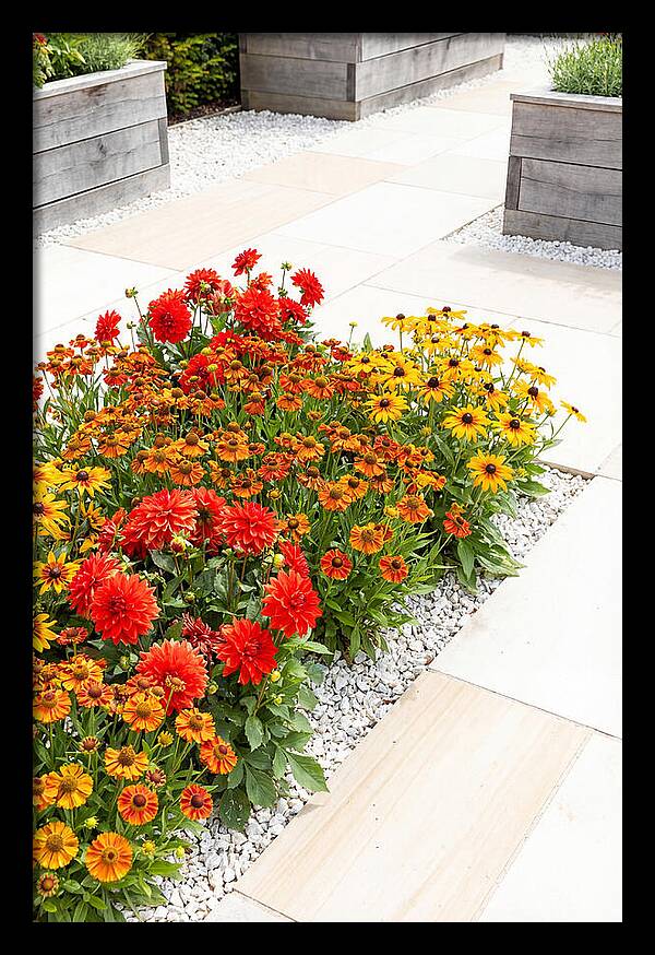 Hot Border Garden Blooms