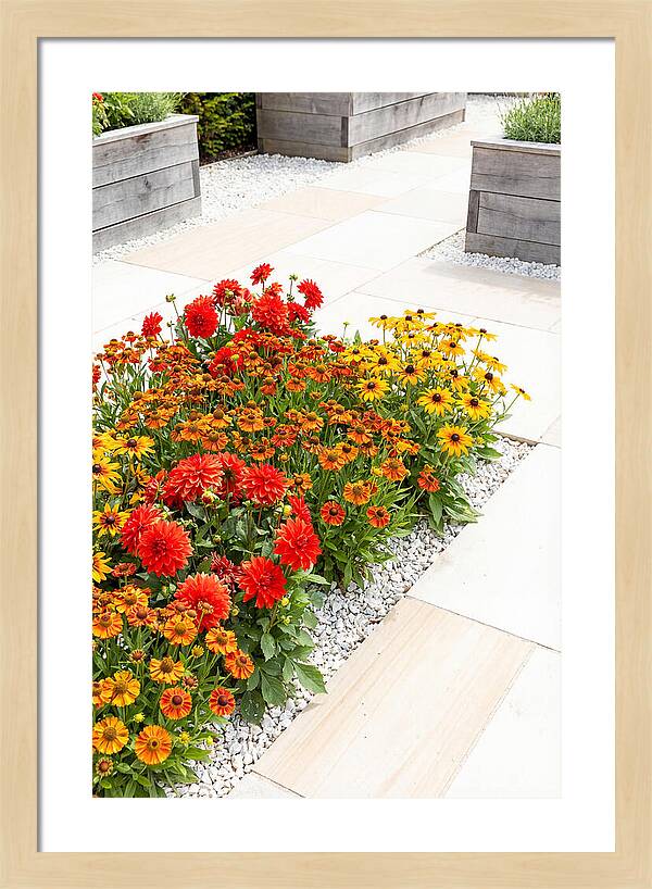 Hot Border Garden Blooms