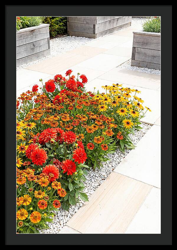 Hot Border Garden Blooms