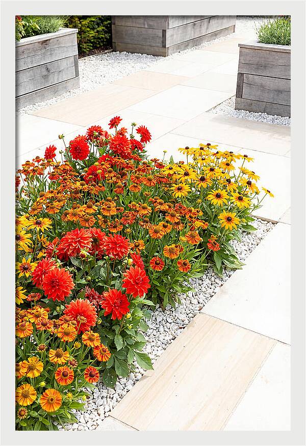 Hot Border Garden Blooms