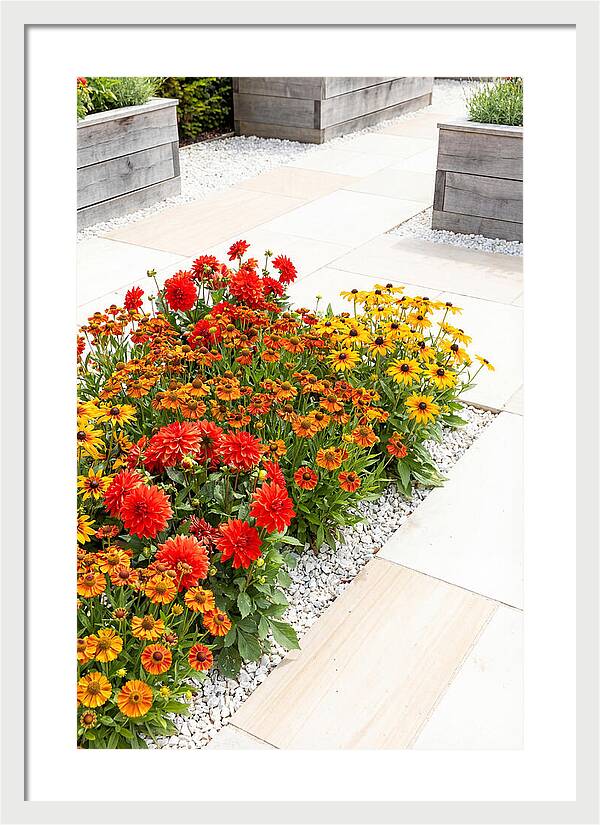 Hot Border Garden Blooms