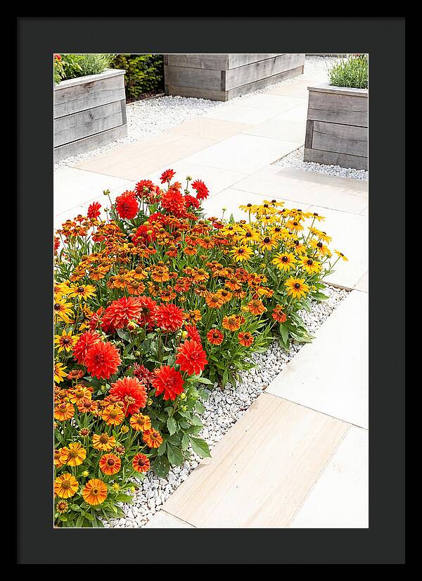 Hot Border Garden Blooms
