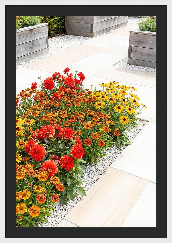 Hot Border Garden Blooms