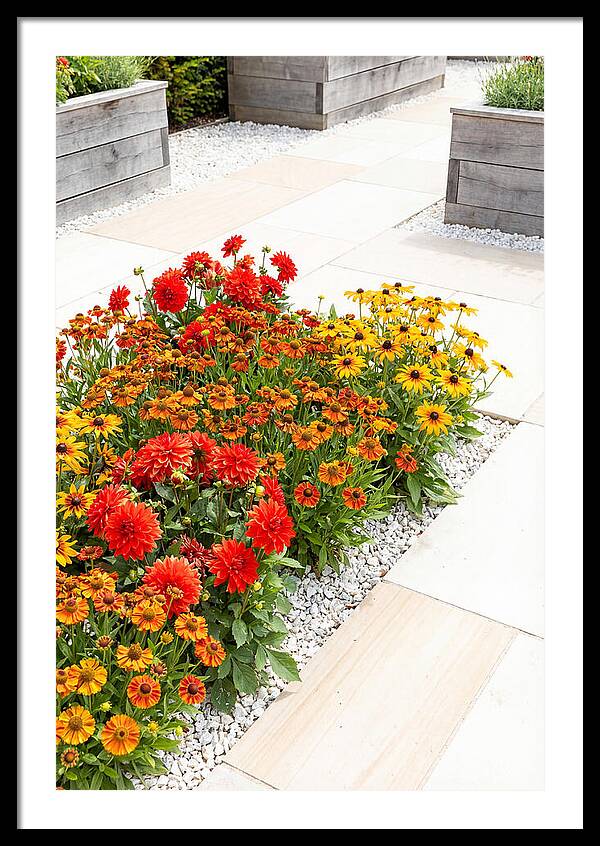 Hot Border Garden Blooms