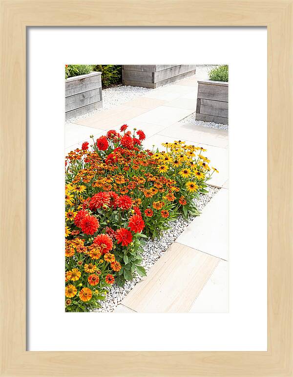 Hot Border Garden Blooms